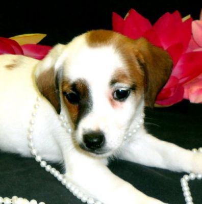 magnífico, bonito e adorável Jack Russell Terrier para adopção livre para solicitação de mais dados