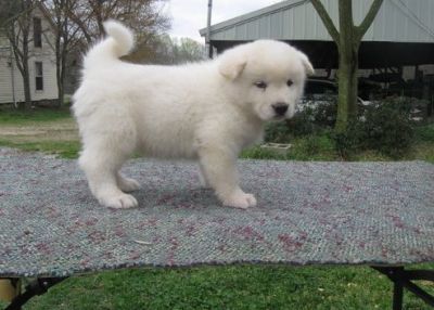 Pura Raça Akita cachorrinho pronto para a casa-