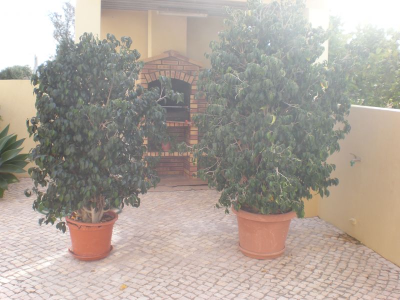 Algoz - Silves Vendo 2 plantas para jardim em vaso bom preço 