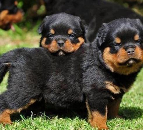 Filhotes de raça Rottweiler