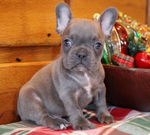 Bulldog francês cachorros