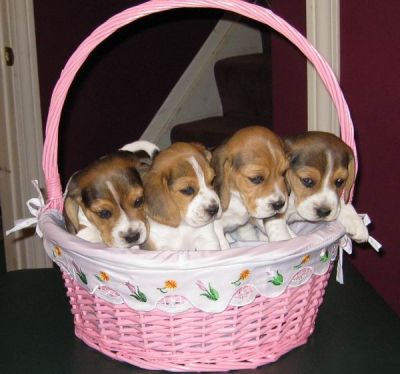 Filhotes de beagle, filhotes lindos