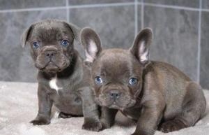 Filhotes de buldogue francês azul prontos agora.