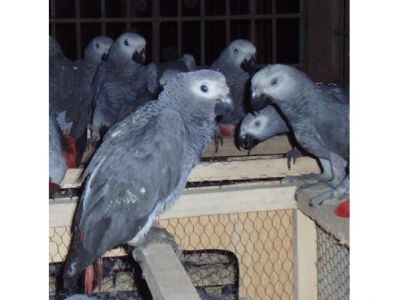 Africano papagaios cinzentos