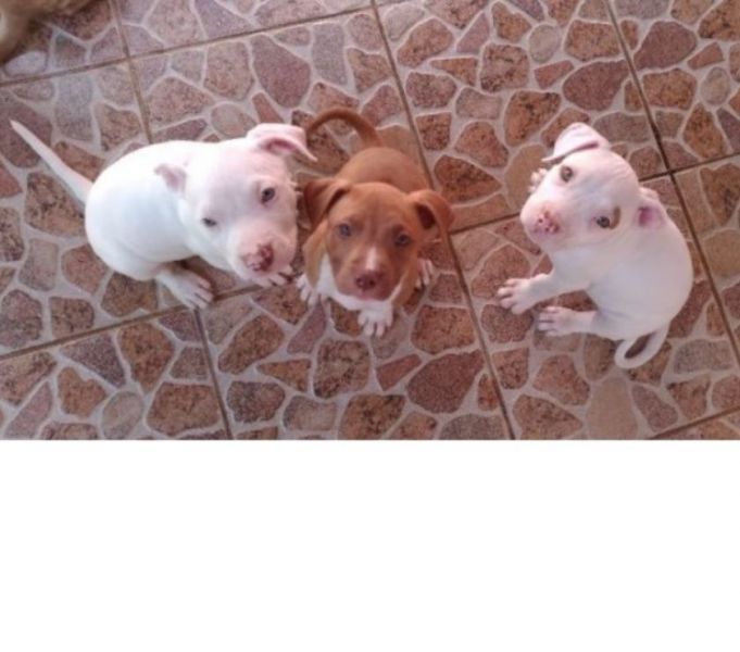 Doa-se 3 filhotes de pitbull (com pedigree)