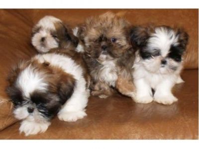 Shih tzu filhotes dom para a adopção