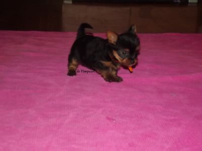 Yorkshire Terrier com LOP e Afixo 