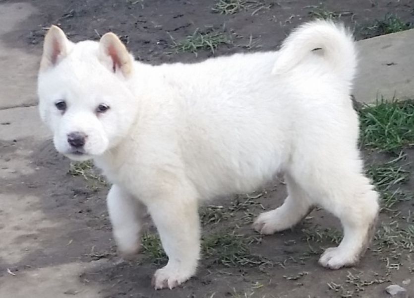 Cachorros Akita