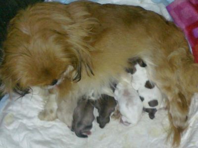 Cães de raça Pequinês/Pequinois