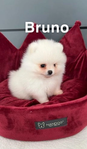 KC cachorrinho pomerânia 1 menina e 1 menino