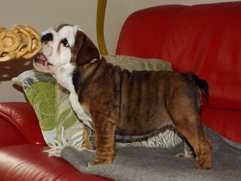 Inglês Bulldogs para adopção agora (lawsonm375@gmail.com)