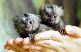 Marmoset Monkey's For free adoption Multiple Images(262)204-7416
