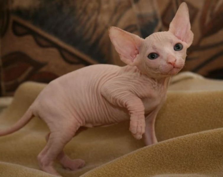 Sphynx Kittens masculino e feminino prontos