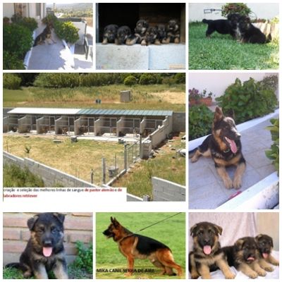 PASTOR ALEMAO DE QUALIDADE - 967888237