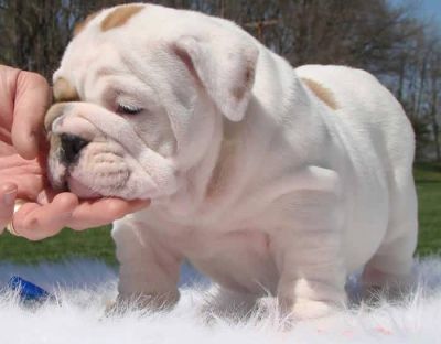 Bulldog Inglês - Rescue Suporte - Médio - Bebê - Feminino