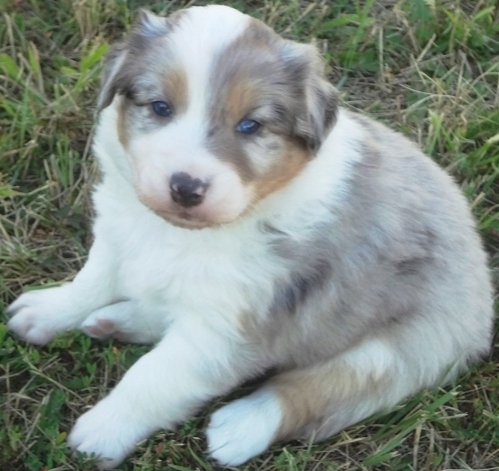 Filhotes de pastor australiano encantadores