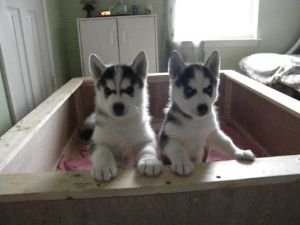 Kc filhotes de Husky Siberiano.