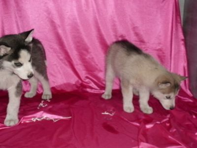 irmãos e irmãs cachorros Siberian Husky