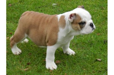 FILHOTES DE BULL DOG INGLÊS PARA ADOPÇÃO