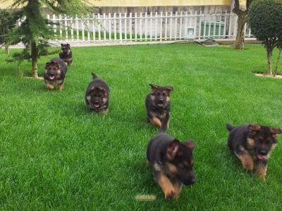 PASTOR ALEMAO DE QUALIDADE - 967888237