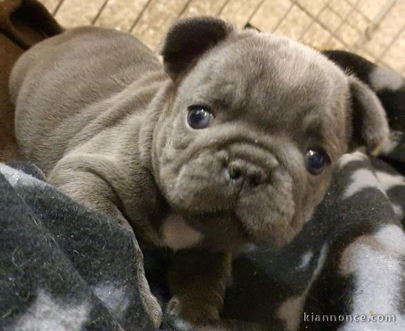 Filhotes de buldogue francês prontos para ir agora