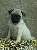 adorable masculino e feminino, bonito Carlino filhotes de pug 12 semanas de idade prontos para adopç