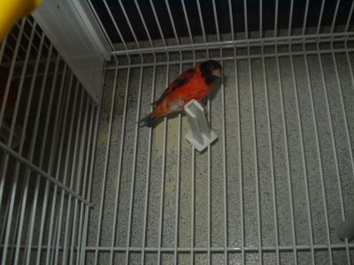 cardinalitos clássicos