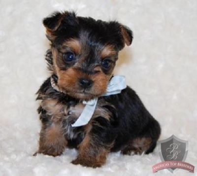 Yorshires terrier para venda