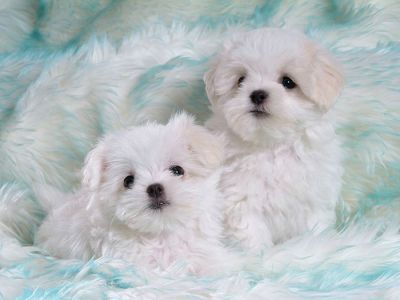 Adorável maltês cachorros para venda.