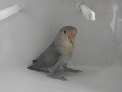 roseicollis e ring necks