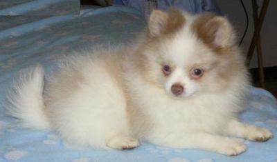 Pomeranian cachorros para adopção