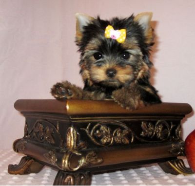 Masculino e feminino yorkshire terrier cachorros para adopção.