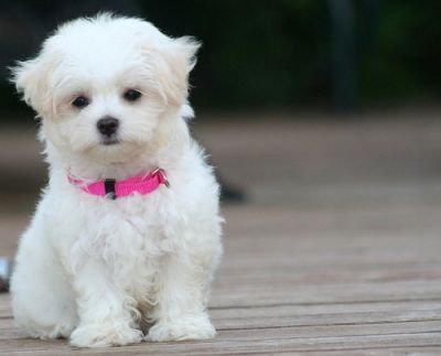 Presente para a massa de filhotes de cachorro Maltês ex...