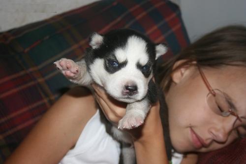 Masculino e Feminino husky siberiano para adoção.