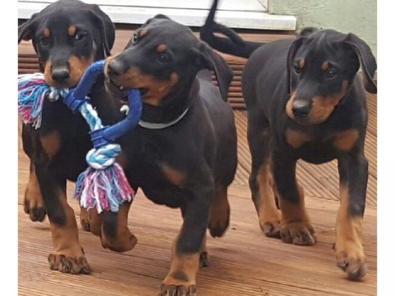 Filhotes Doberman de alta qualidade