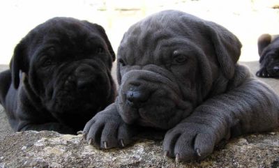 Dom Mastin Napolitano filhotes para ex-massa.....