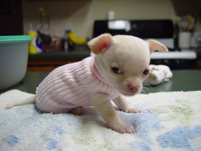 DOU CHIHUAHUAS AINDA BEBES! 