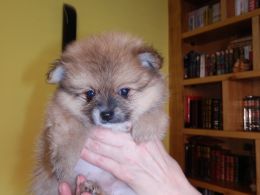 Completa Pedigree Pomeranian