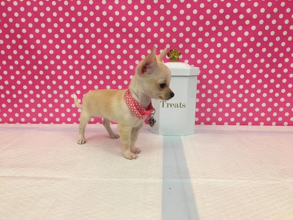 Filhotes de Chihuahua disponíveis(pm0697310@gmail.com)