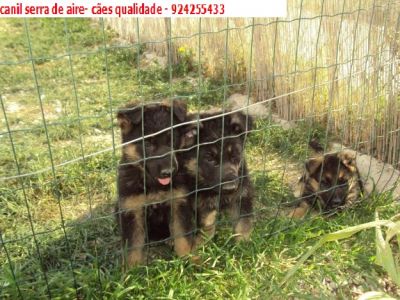 pastores alemaes -- 963540108