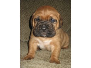 absolutamente adorável dogue De Bordeaux filhotes disponíveis