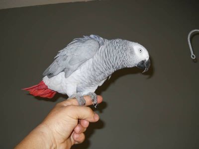 Papagaios para adoção