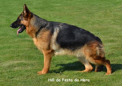 PASTOR ALEMÃO SUPER QUALIDADE