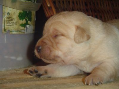 LABRADORES RETRIEVER AMARELOS