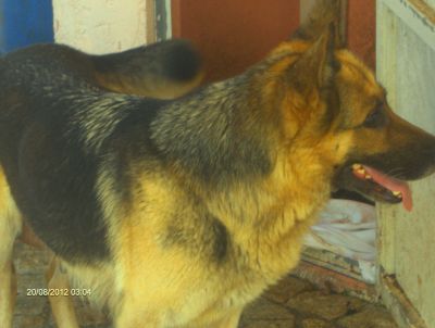 Pastor Alemão - Fêmeas pela melhor oferta