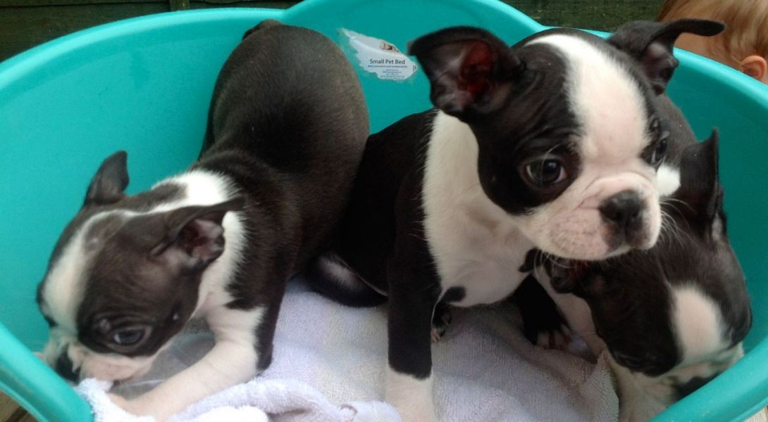 Filhotes impressionantes Boston Terrier. 