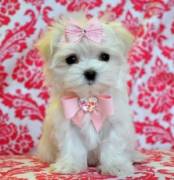 FILHOTES PARA VENDA YORKISH