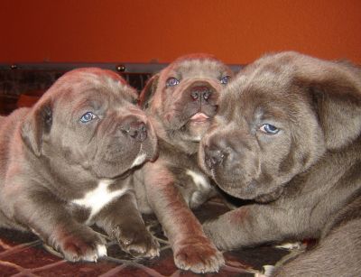 Casal do Libro - Cane Corso Italiano