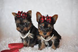 Yorkshire terrier miniatura femea e macho