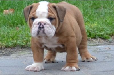 Inglês bulldog filhotes disponíveis